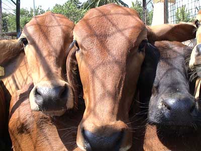 Heifers donated to children's homes by donors in June 2006