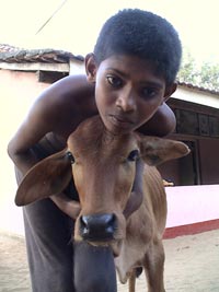Heifers donated to children's homes by donors in June 2006