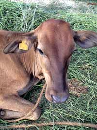 Heifers donated to children's homes by donors in June 2006