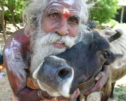 People and cows have a close symbiotic relationship in Tamil culture