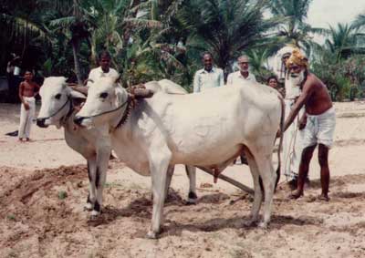 Founder plowing Gurukulam garden